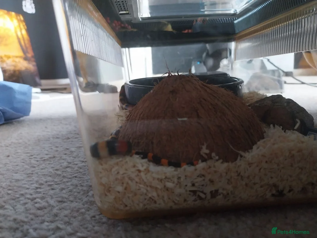 Milk Snake reptiles for sale: Milk snake - Advert 1