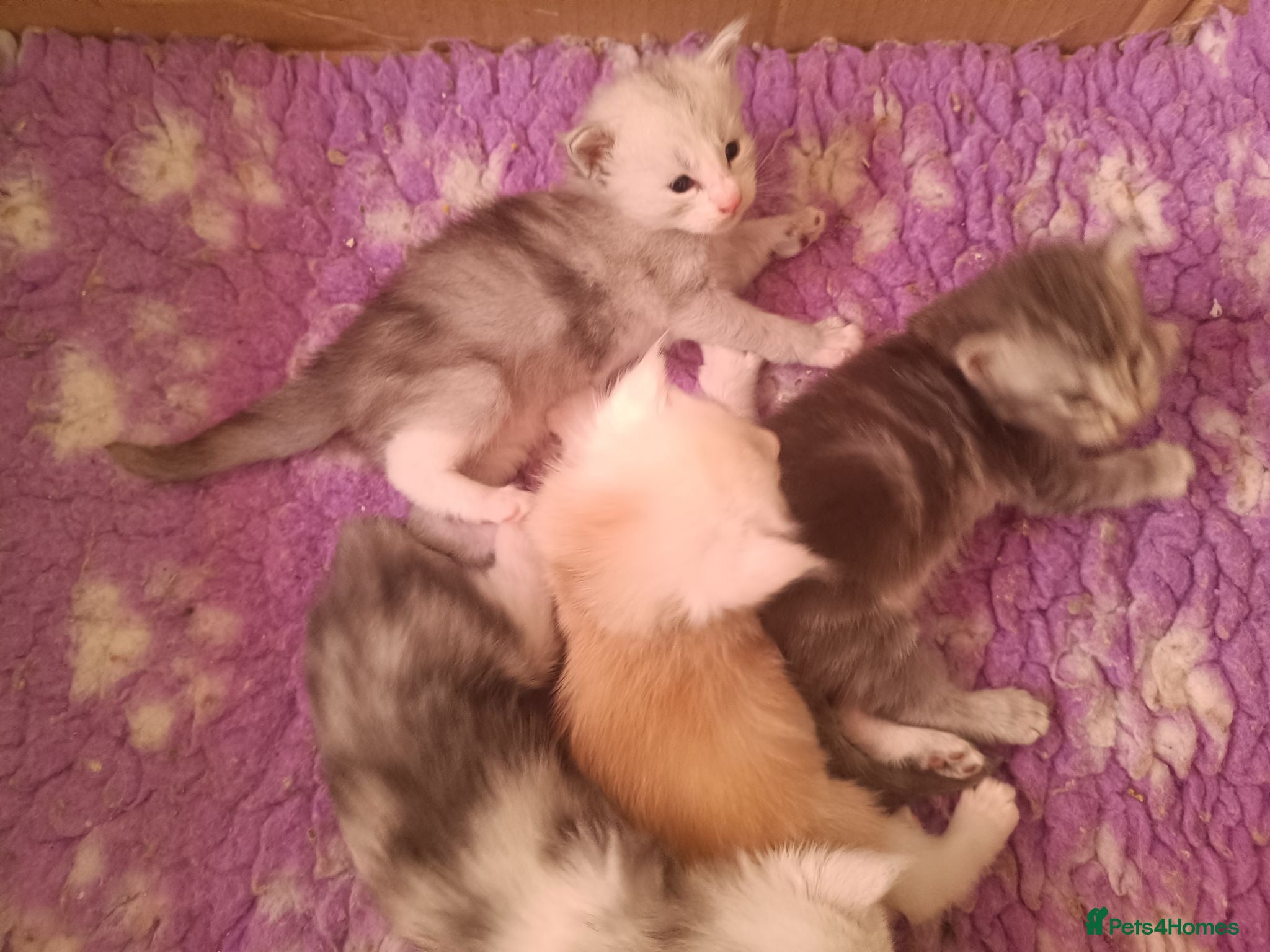 Maine Coon cats Fully health tested, Tica registered - Advert 1