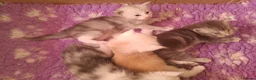 Maine Coon cats for sale: Fully health tested, Tica registered - Advert 1