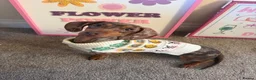 Dachshund dogs for sale: Male neutered dachshund  in Lee-on-the-Solent - Advert 5
