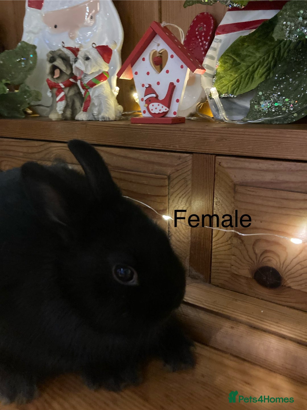 Netherland Dwarf rabbits for sale: Pure bred Netherland Dwarf Rabbits - Advert 16