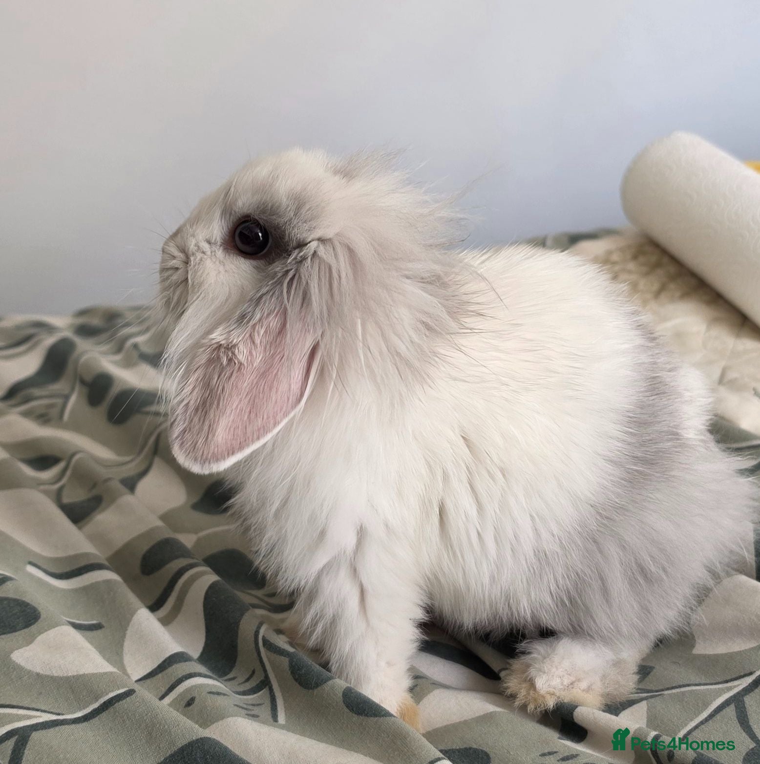 Lionhead rabbits Baby rabbit  - Advert 1