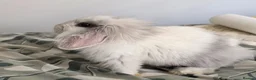 Lionhead rabbits for sale: Baby rabbit  - Advert 1