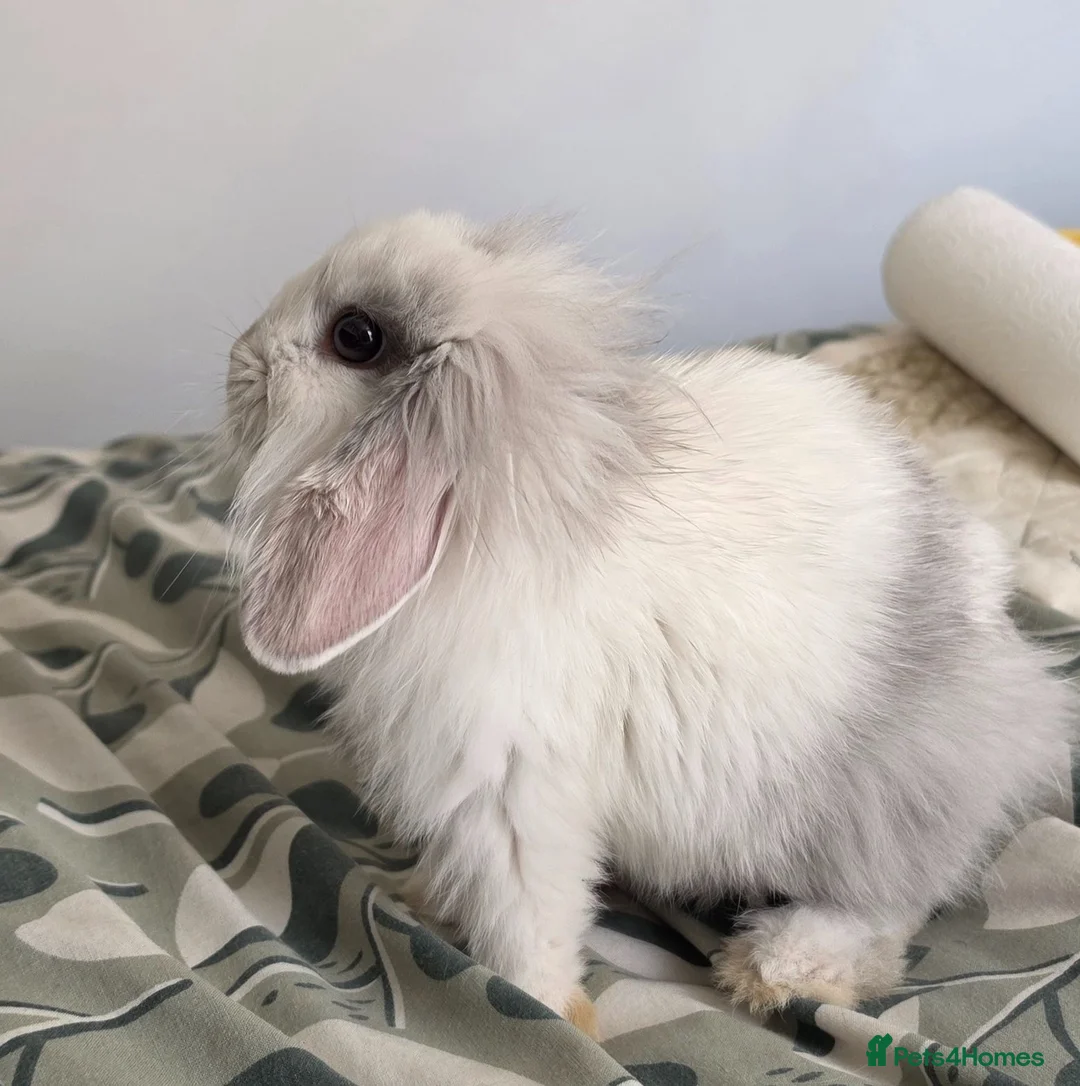 Lionhead rabbits for sale: Baby rabbit  - Advert 1