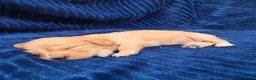 Miniature Dachshund dogs for sale: ⭐KC Clear Cream Long-Haired Miniature Dachshunds⭐ - Advert 5
