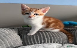 Mixed Breed cats for sale: Kittens Re Homed  - Image 5