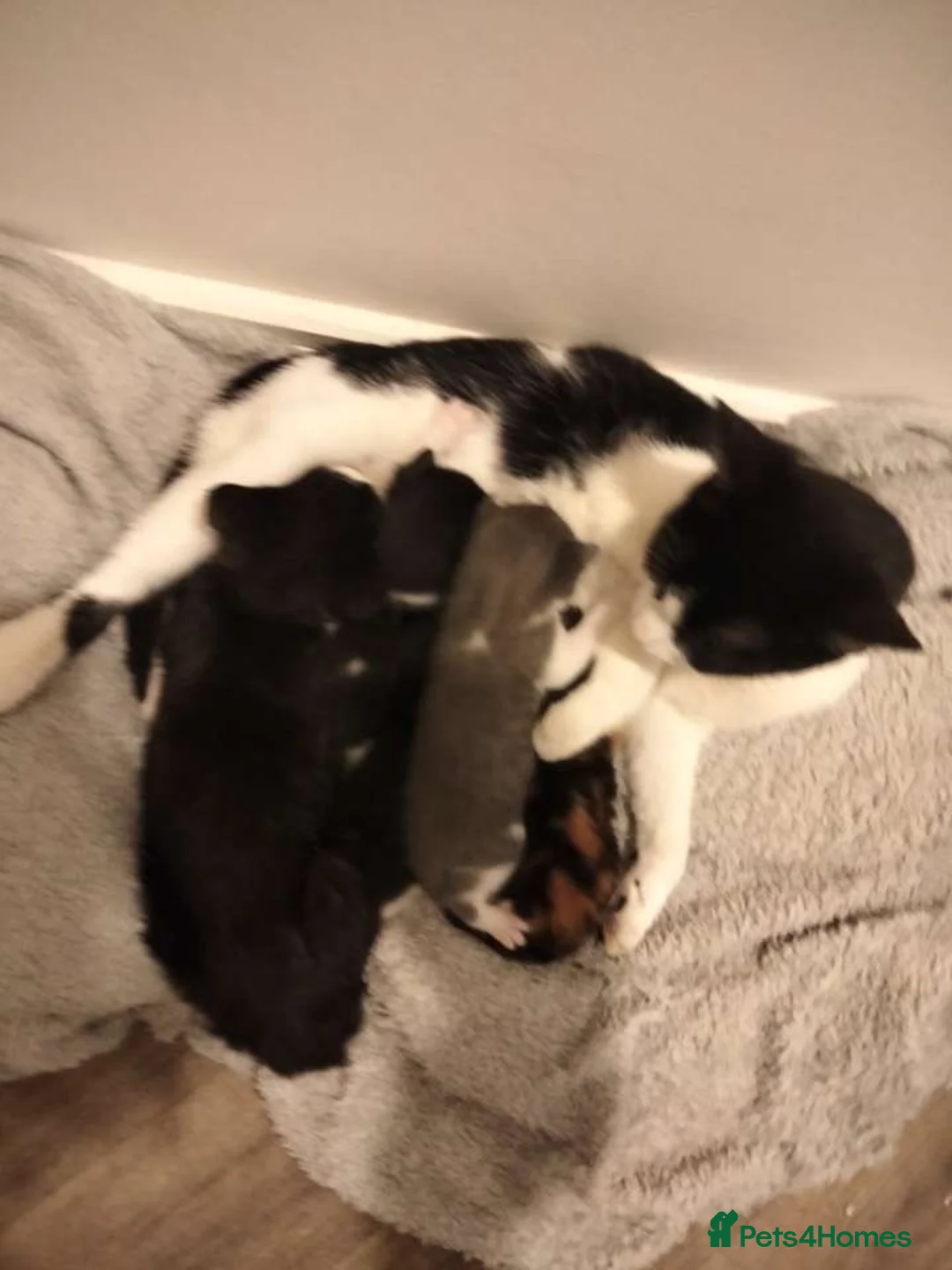Mixed Breed cats for sale: Kittens for sale  in Bedworth - Advert 13