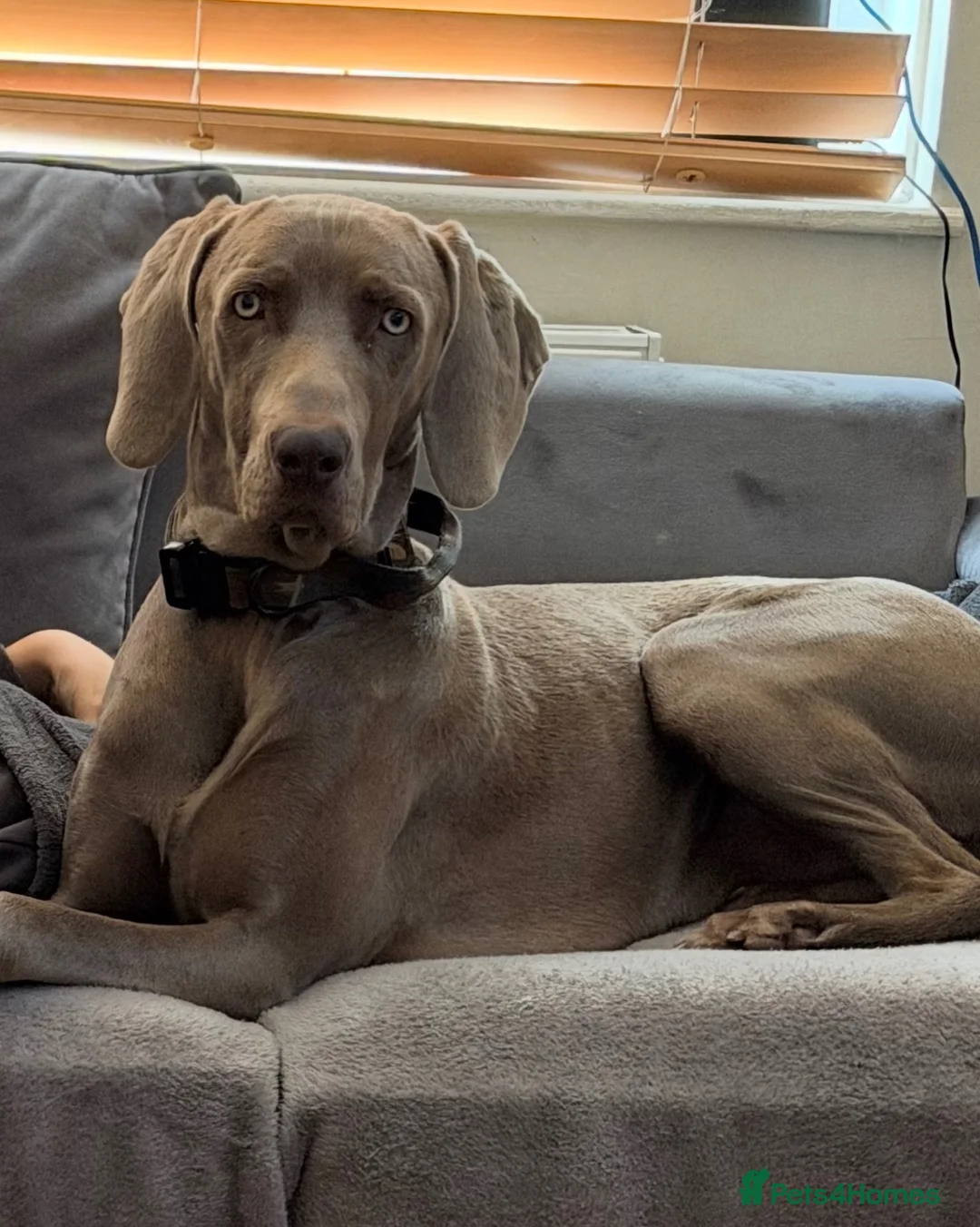 Weimaraner dogs for sale: Weimaraner looking for his forever home in Manchester - Advert 7