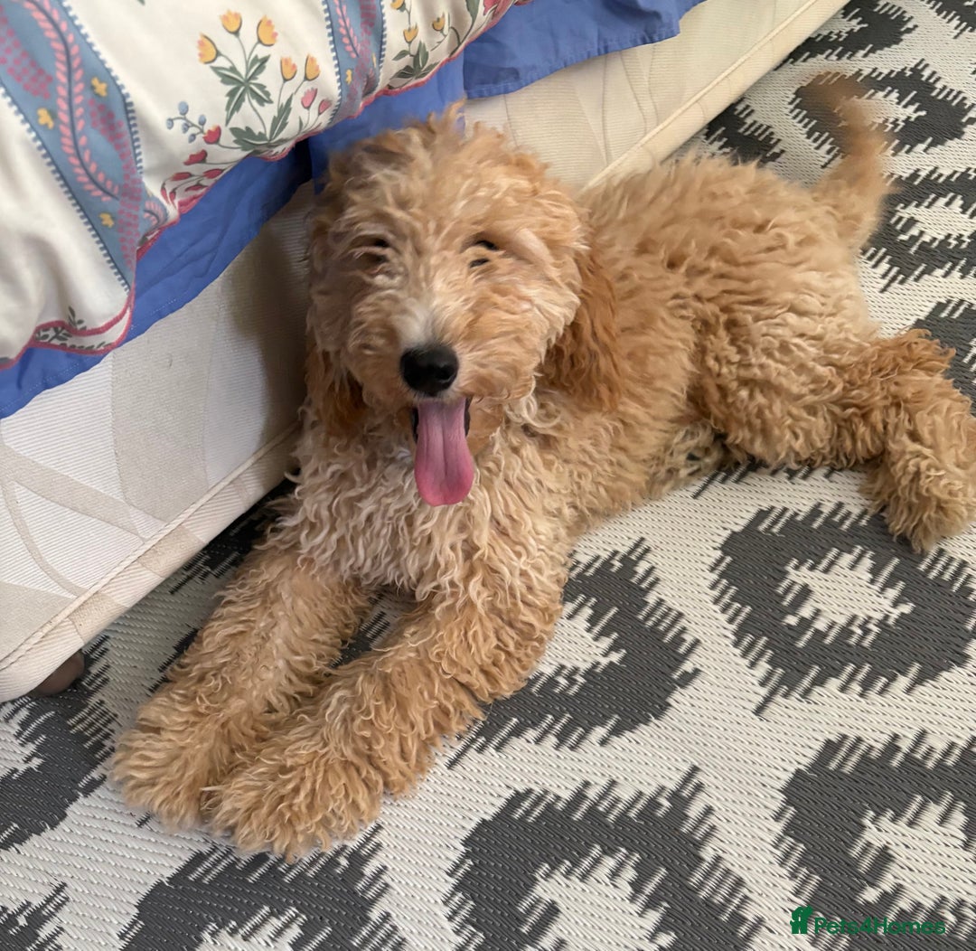Mixed Breed dogs for sale: Cavapoo - Image 8