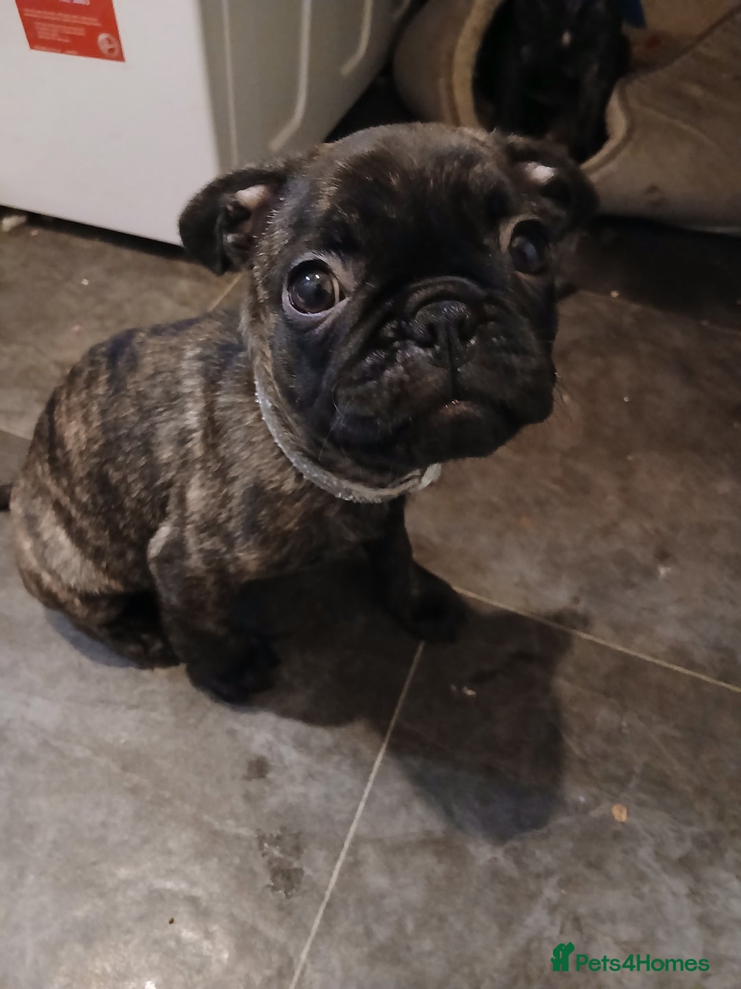 Frug dogs for sale: Two ten week old female frugs for sale - Image 9