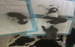 Mixed Breed dogs for sale: Bedlington Whippet puppies  - Image 9