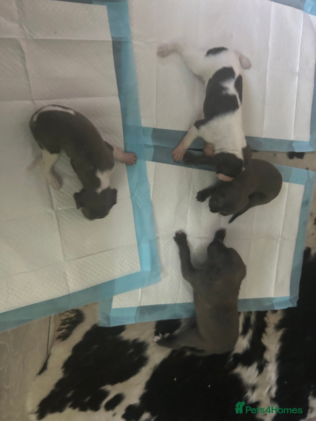Mixed Breed dogs for sale: Bedlington Whippet puppies  - Image 9