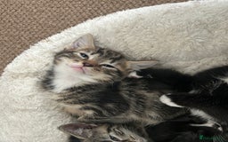 Mixed Breed cats for sale: Litter of 6 beautiful kittens - Image 2
