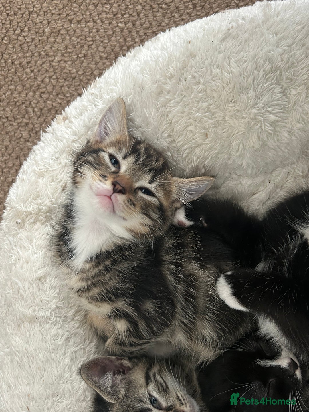 Mixed Breed cats for sale: Litter of 6 beautiful kittens - Image 2