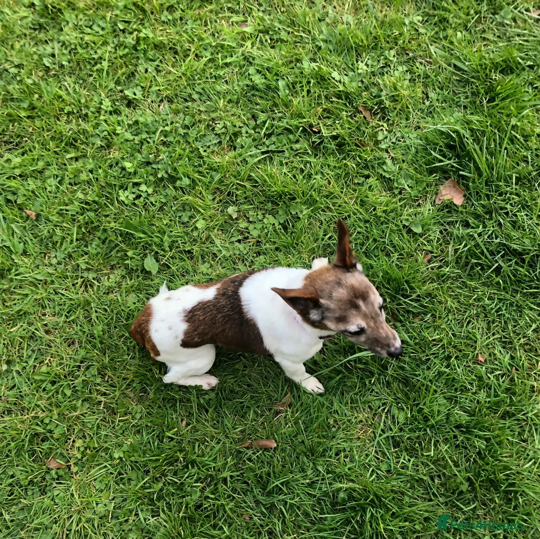 Jack Russell dogs for sale: Sad sale of pepper our much loved jackrussel girl  - Advert 10