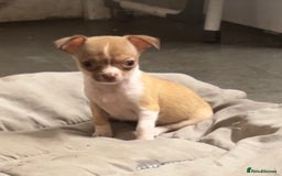 Chihuahua dogs for sale: CHIHUAHUA PUPPIES - Image 18