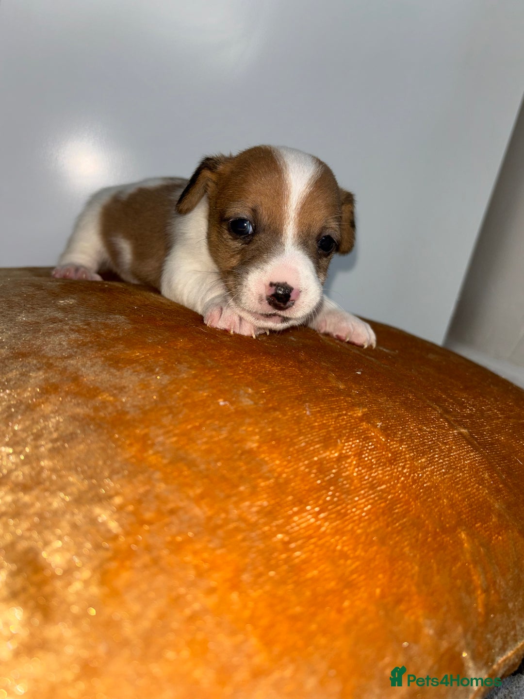 Jack Russell dogs for sale: 3 beautiful Jack Russell’s left 1 girl 2 boys  - Image 8