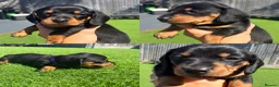 Miniature Dachshund dogs for sale: 3 beautiful Black and Tan miniature dachshunds 🐾 - Advert 11