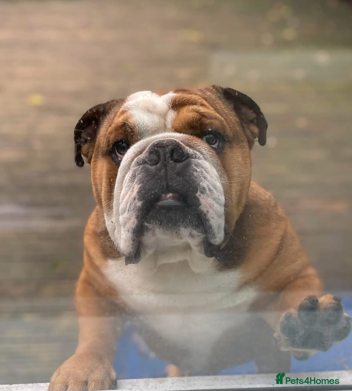 English Bulldog dogs Meet Walter our stunning Kc boy  - Advert 2