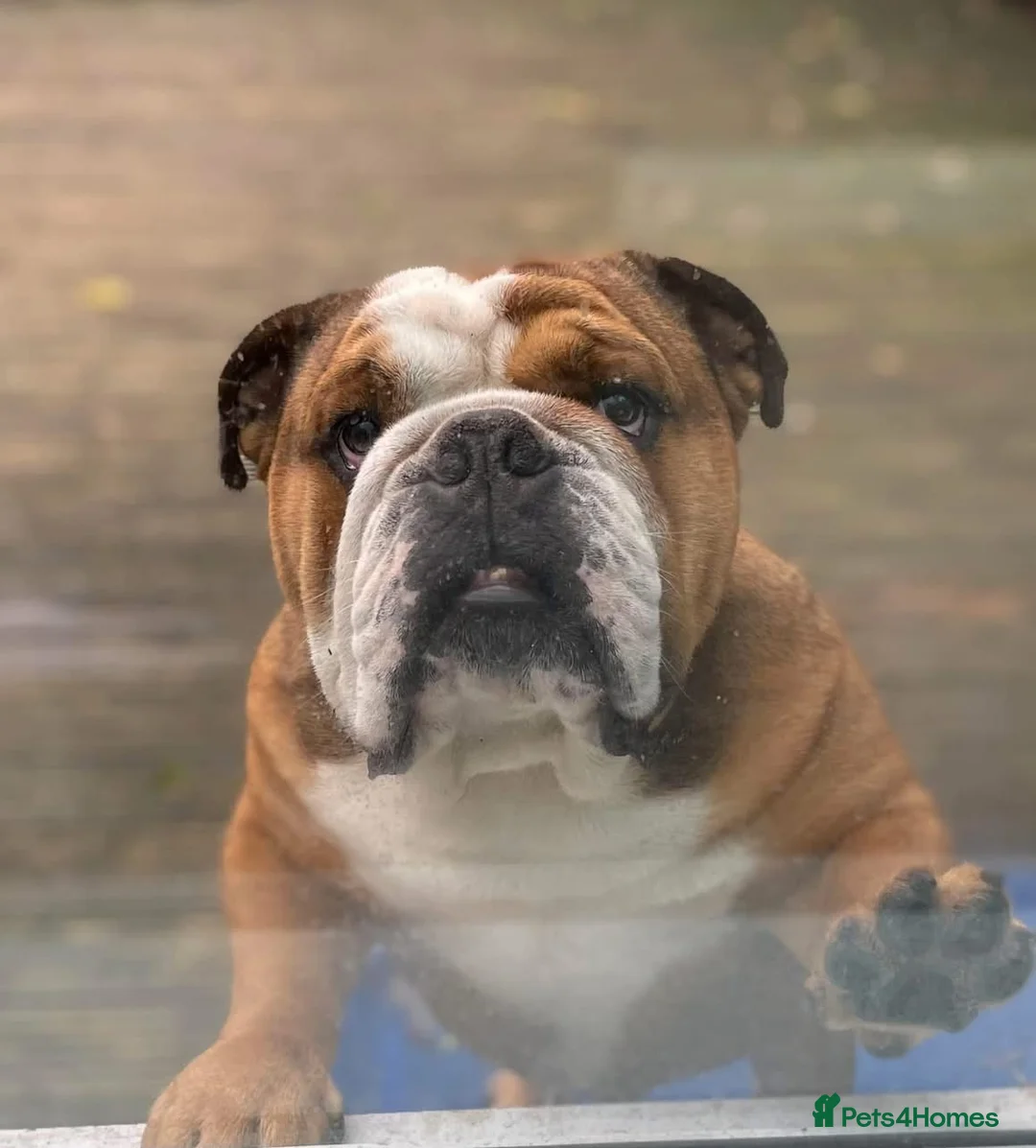 English Bulldog dogs for stud: Meet Walter our stunning Kc boy  - Advert 4