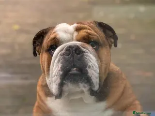 English Bulldog dogs Meet Walter our stunning Kc boy - Advert 2