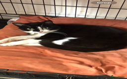 Mixed Breed cats for sale: Loving Home Needed, Adult Cat for Rehoming  - Image 1