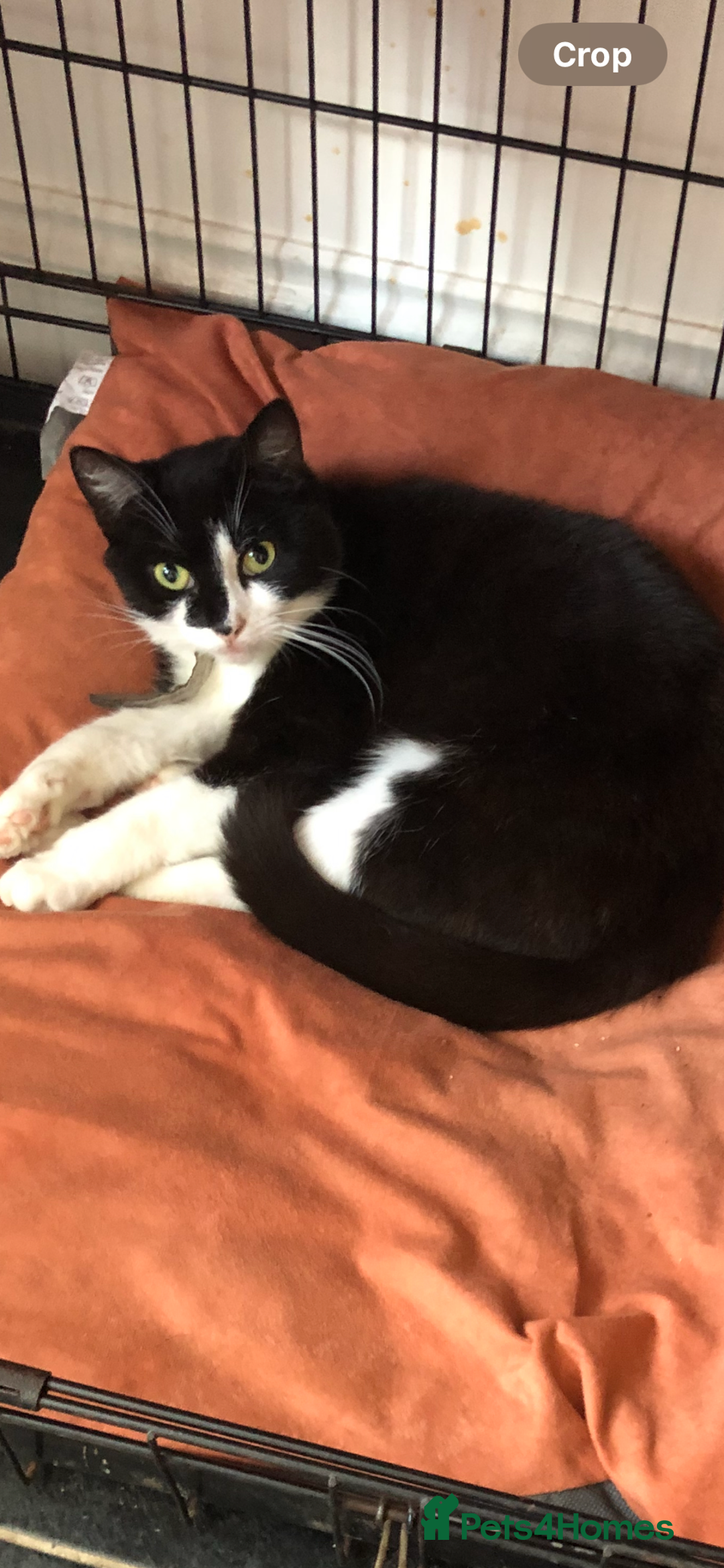 Mixed Breed cats for sale: Loving Home Needed, Adult Cat for Rehoming  - Image 1