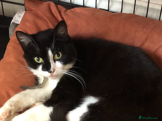 Mixed Breed cats - Advert 14