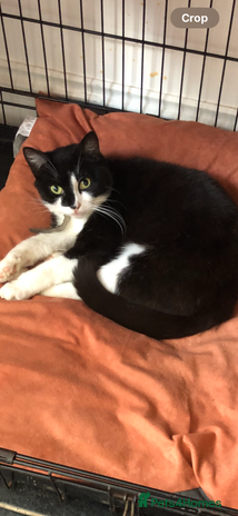 Mixed Breed cats - Advert 15