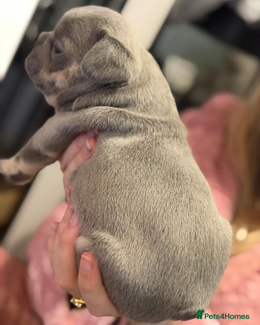 French Bulldog dogs for sale: French bulldog puppies  - Advert 3