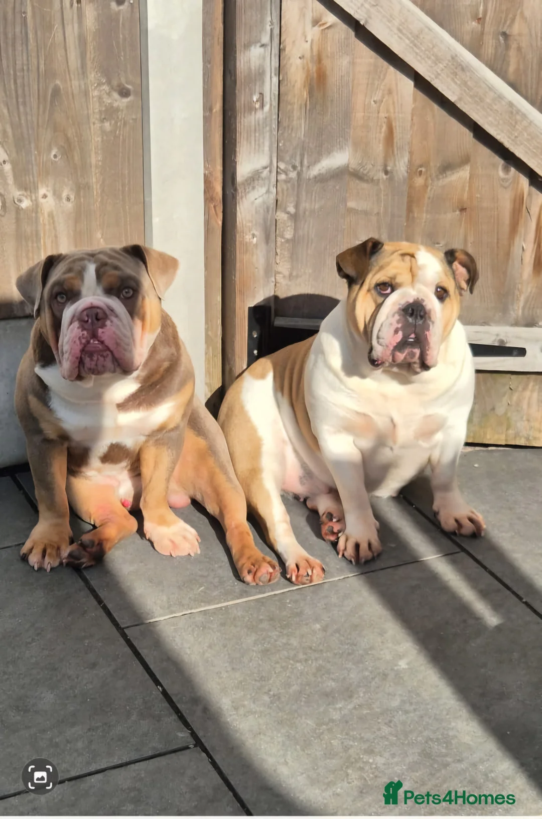 English Bulldog dogs for stud: Prince of all Storms  in Birmingham - Advert 3
