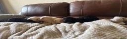 Labrador Retriever dogs for sale: Labrador puppies - Advert 10