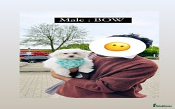 Maltese dogs for sale: 2 Maltese Puppies ,Forever Home Needed 💔 - Image 2