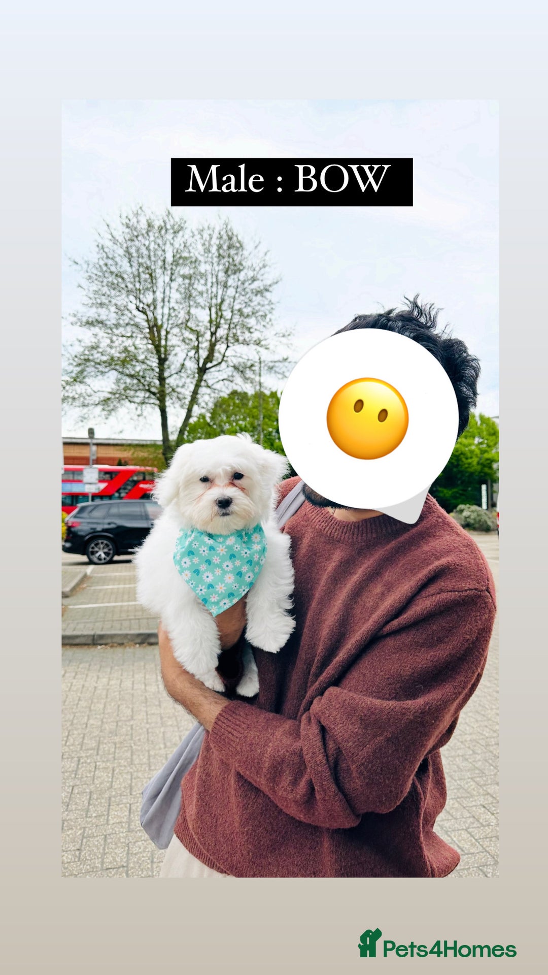Maltese dogs for sale: 2 Maltese Puppies ,Forever Home Needed 💔 - Image 2