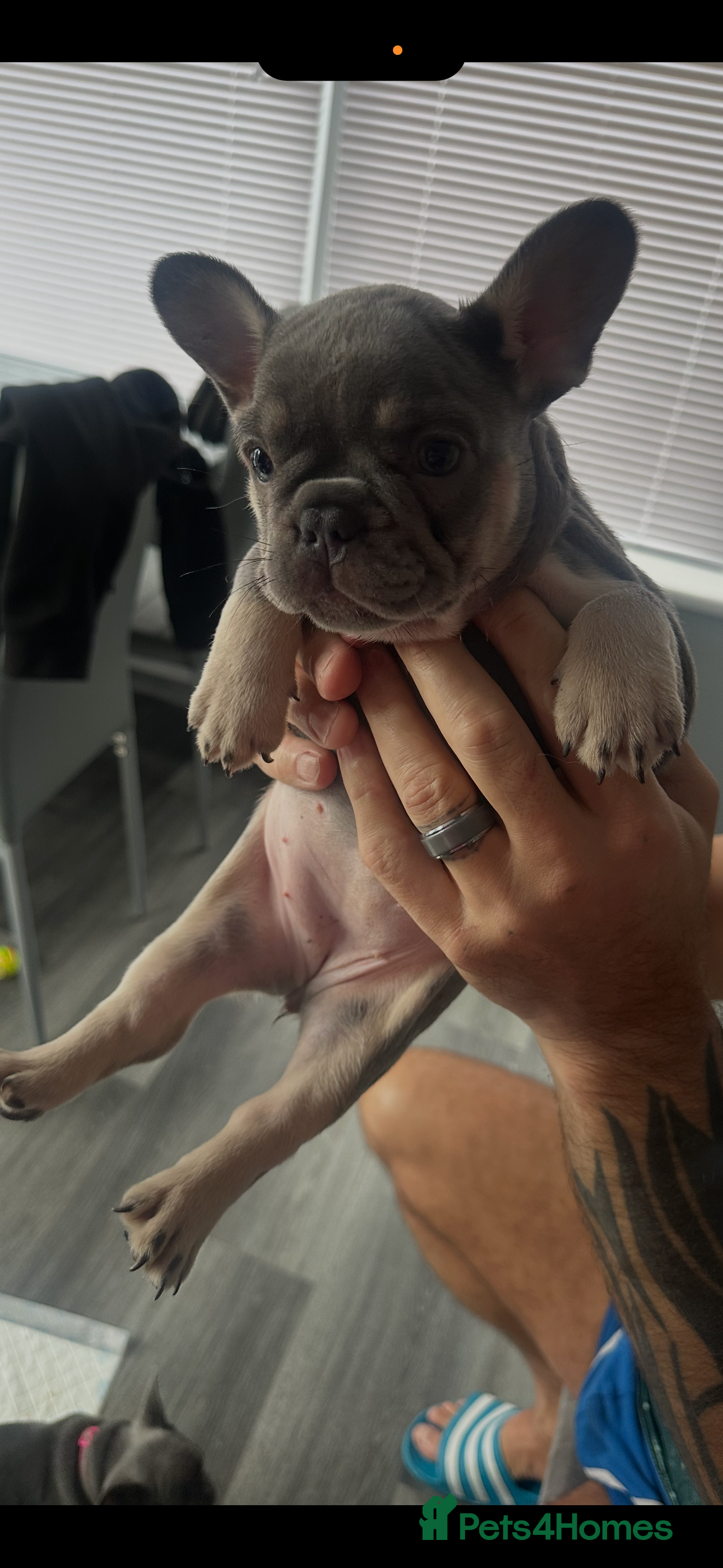 French Bulldog dogs 3 female French bulldog puppies - Advert 9