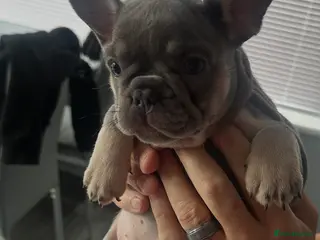 French Bulldog dogs 3 female French bulldog puppies - Advert 9