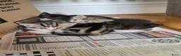 Mixed Breed cats for sale: 4 Adorable kittens looking for beautiful homes  - Advert 17