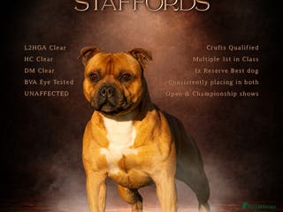 Staffordshire Bull Terrier dogs 🥨 Crufts Qualified Red SBT Stud 🥨 - Advert 4