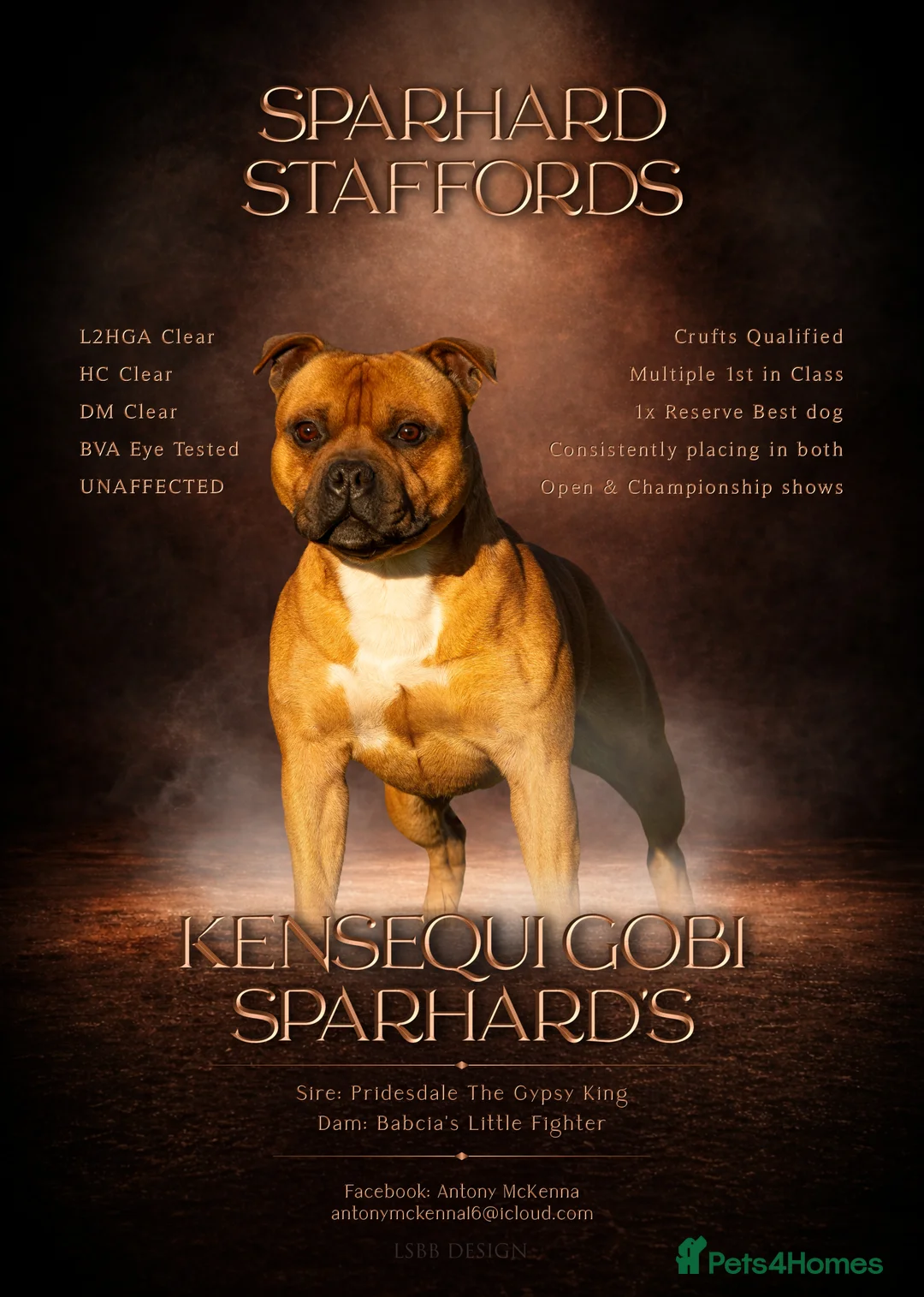 Staffordshire Bull Terrier dogs for stud: 🥨 Crufts Qualified Red SBT Stud 🥨 - Advert 1