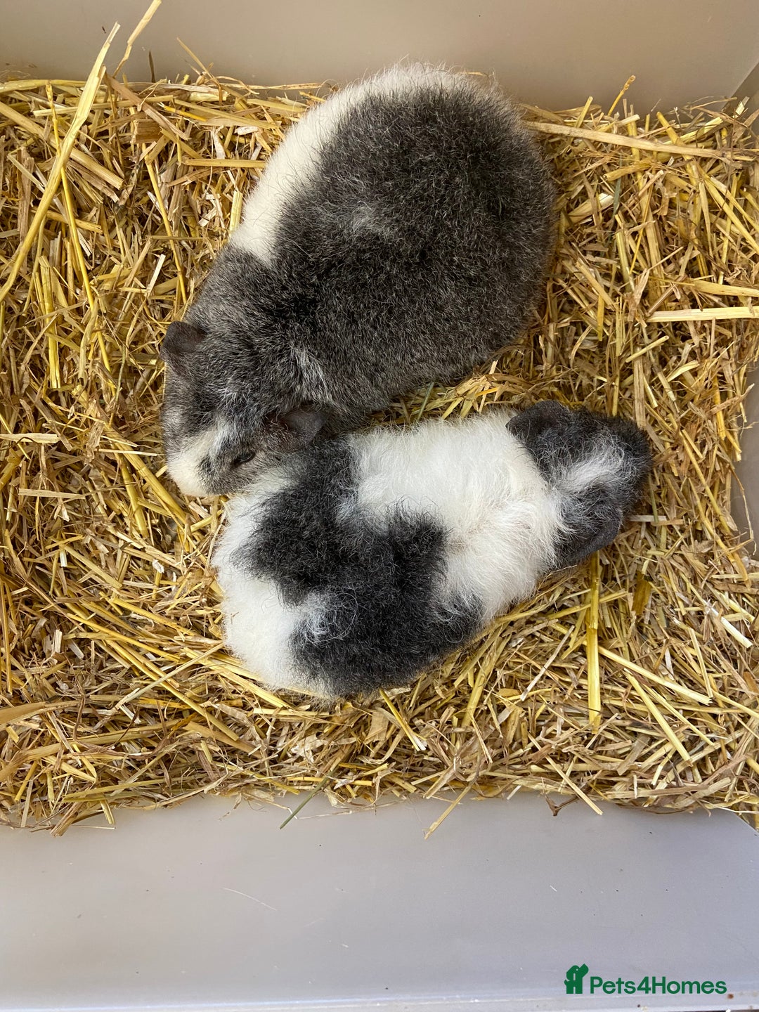 Guinea Pig rodents for sale: Baby Male Teddy Guinea Pigs - Advert 4