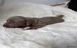 Miniature Dachshund dogs for sale: Miniature Dachshund Puppies  - Image 15