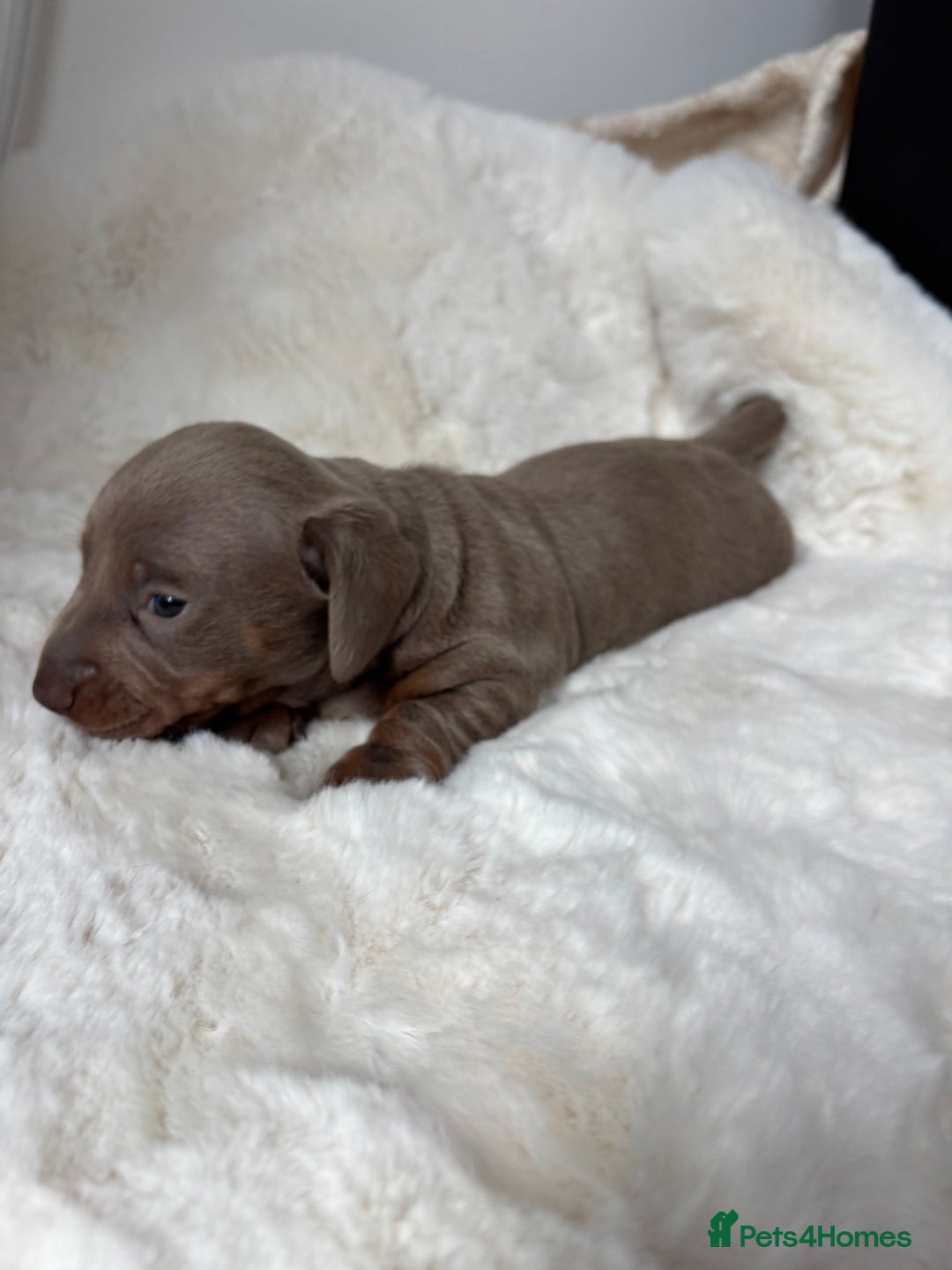 Miniature Dachshund dogs for sale: Miniature Dachshund Puppies  - Image 15