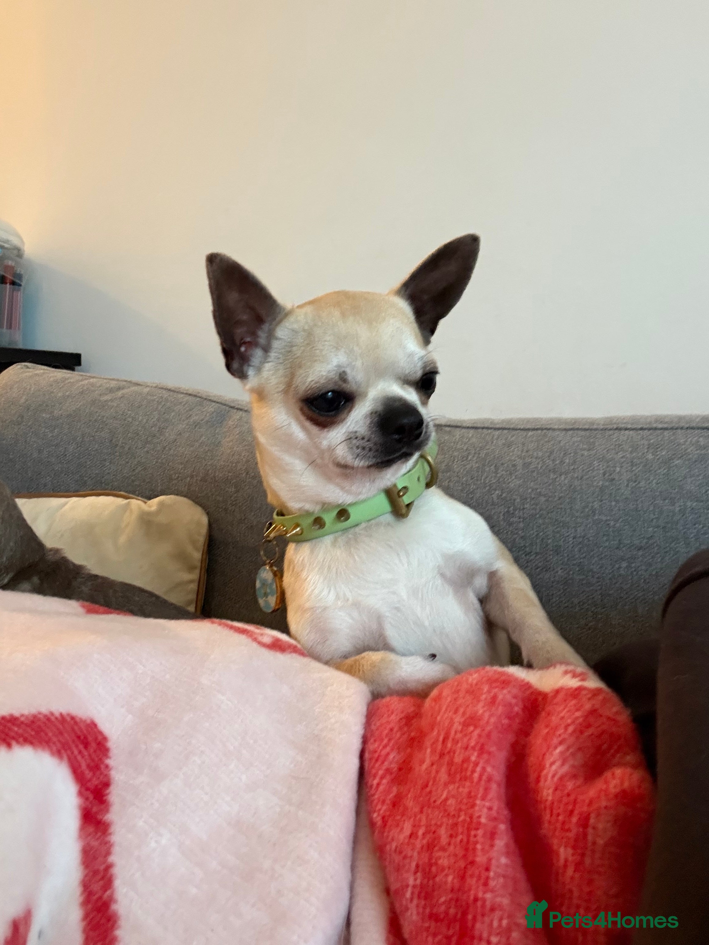 Chihuahua dogs KC Registered &amp; Health Tested Chihuahua STUD  in Redhill - Advert 10