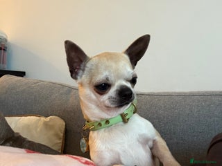 Chihuahua dogs KC Registered & Health Tested Chihuahua STUD in Redhill - Advert 1