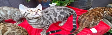 Silver Spotted girl light pink collar.