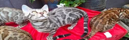 Bengal cats for sale: Stunning Bengal Kittens  - Advert 32