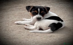 Jack Russell dogs for sale: Outstanding jack russels  - Image 12