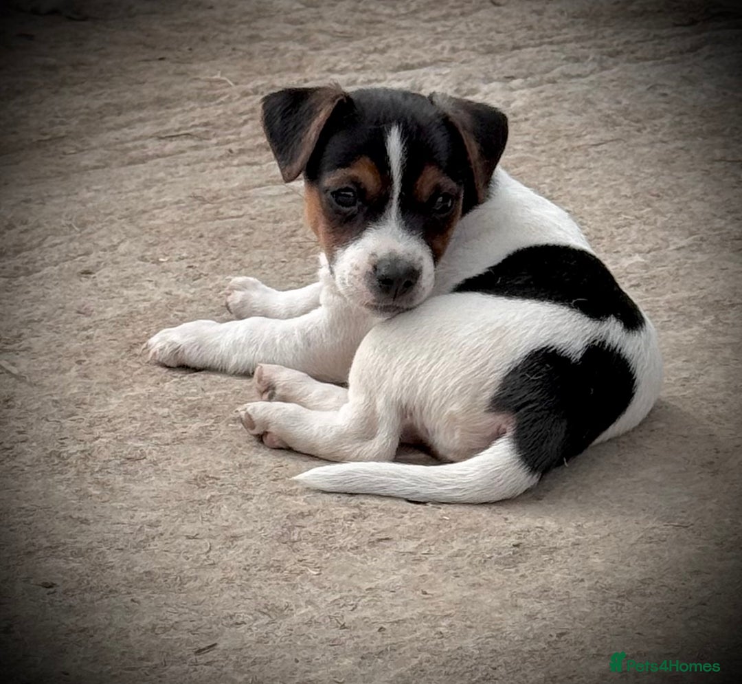 Jack Russell dogs for sale: Outstanding jack russels  - Image 12