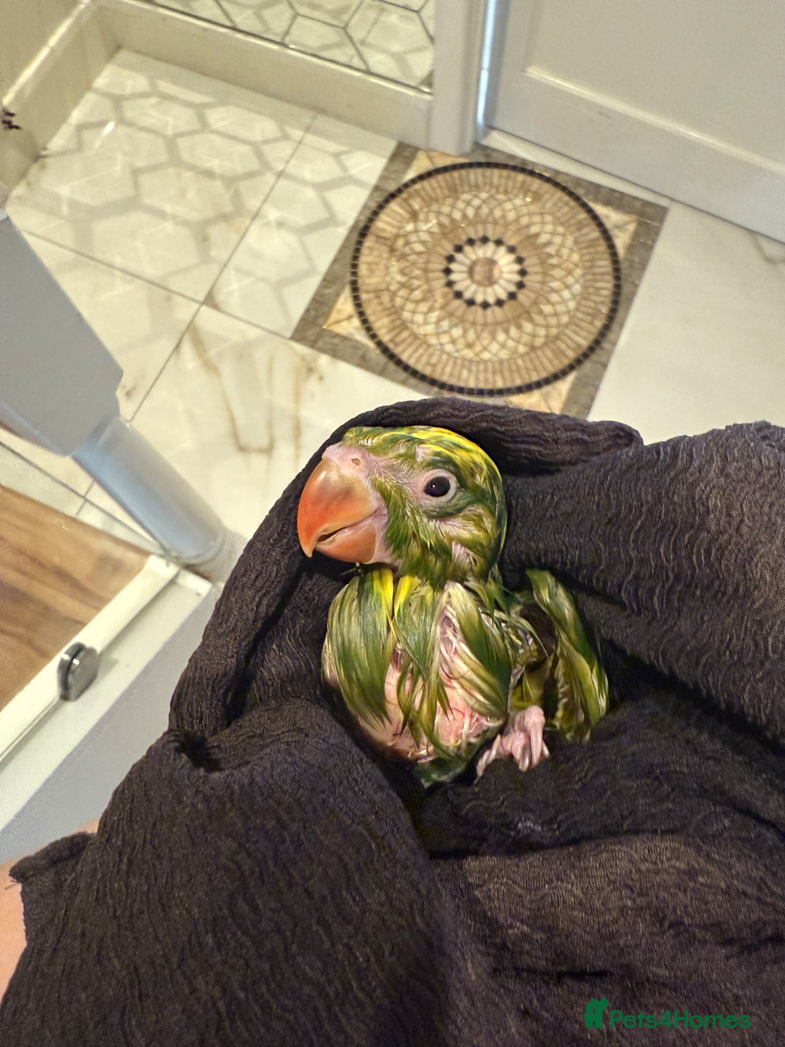 Ringnecks birds Bluey-4weeks🐣-IndianRingNeck-Handtamed - Advert 13