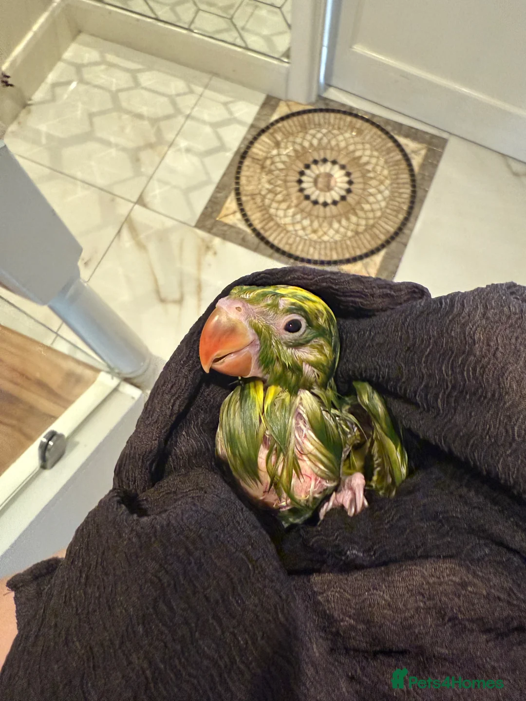 Ringnecks birds for sale: My little dino/4weeks🐣-IndianRingNeck-Handtamed - Advert 2
